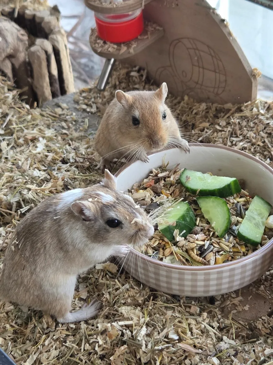 Gerbils - Image 1