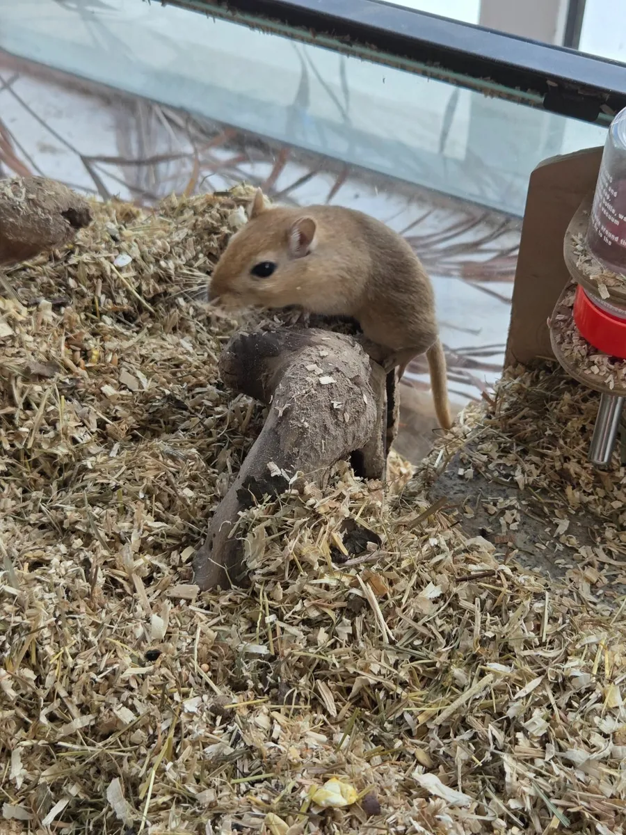 Gerbils - Image 2