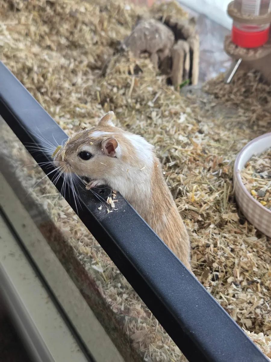 Gerbils - Image 3