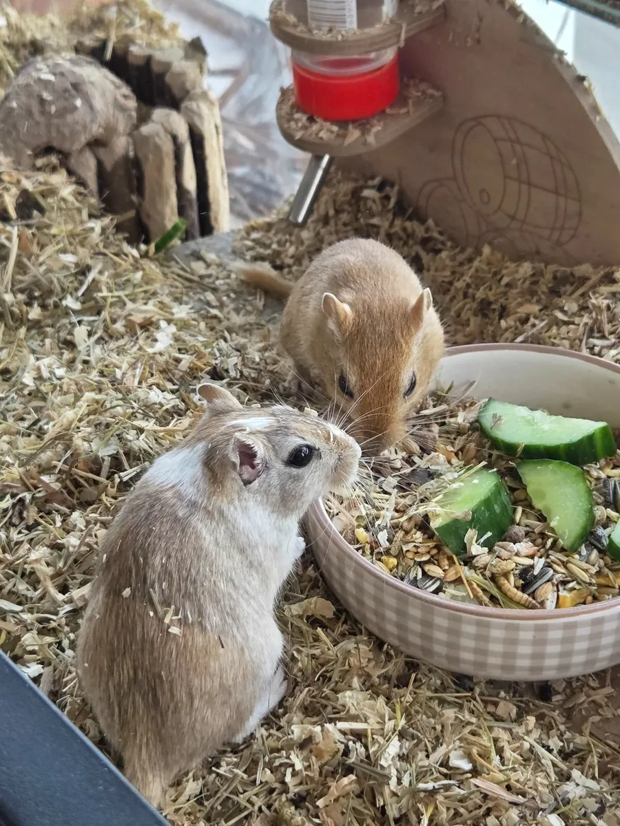 Gerbils - Image 4
