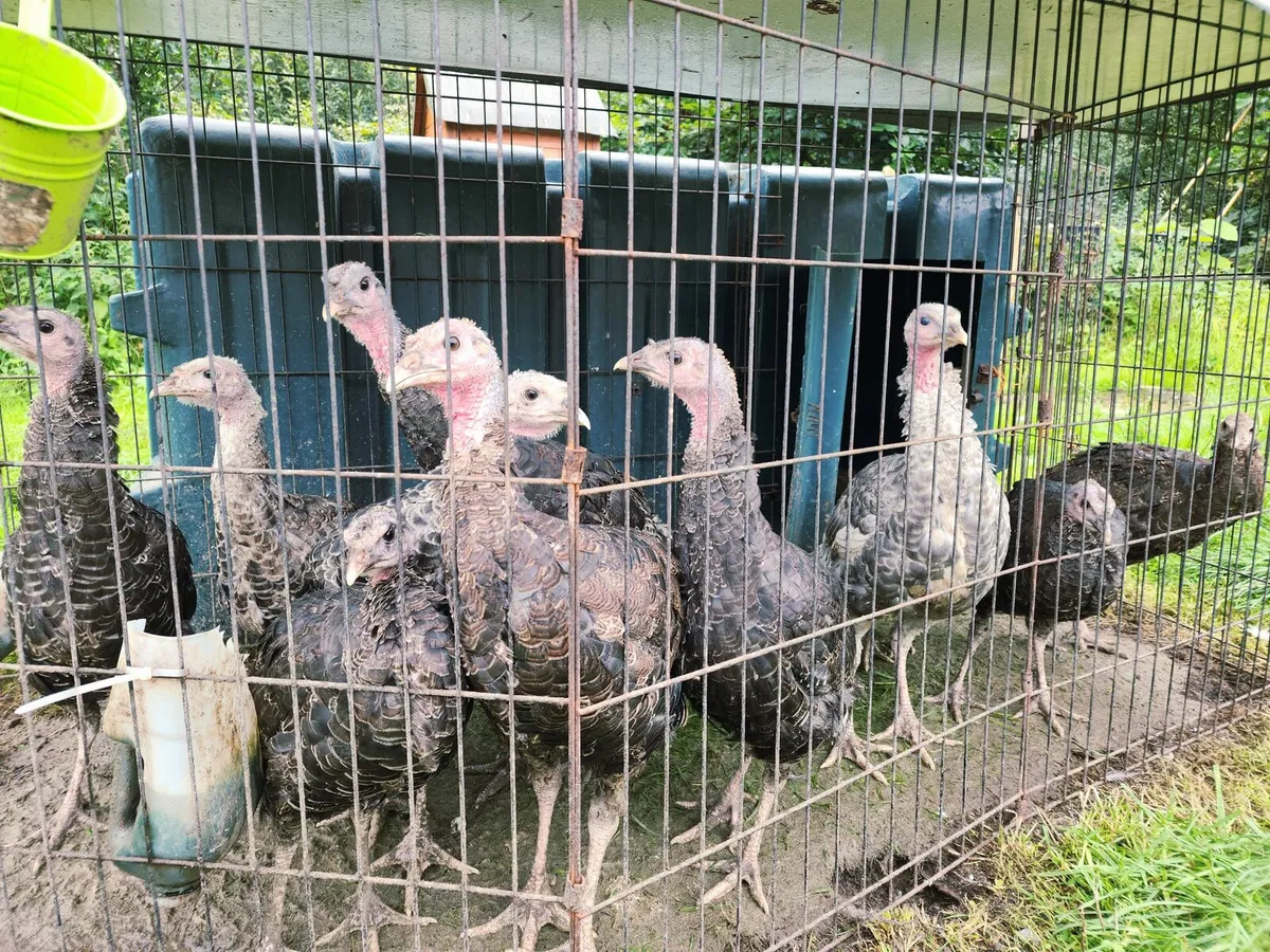 Turkey Poults and hatching turkey eggs for sale - Image 1