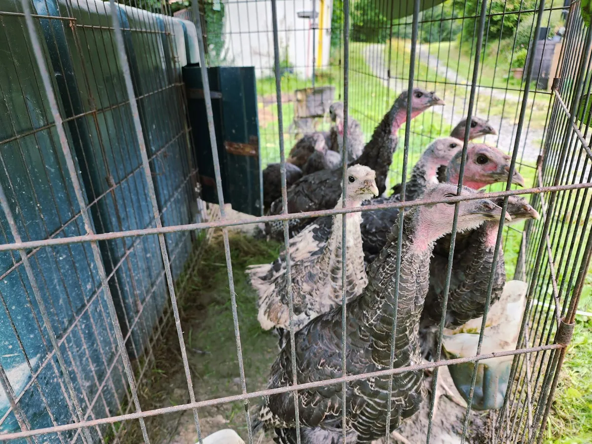 Turkey Poults and hatching turkey eggs for sale - Image 2