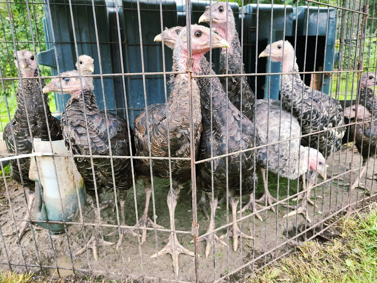 Turkey Poults and hatching turkey eggs for sale - Image 3