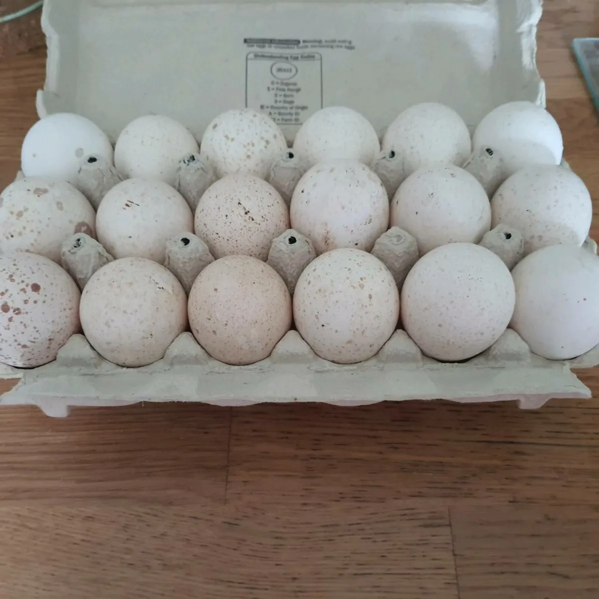 Turkey Poults and hatching turkey eggs for sale - Image 4