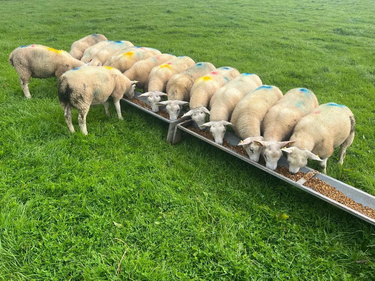 15 Store Lambs - Image 1