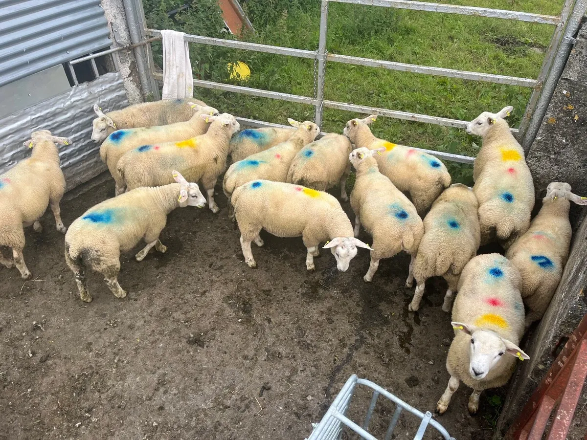 15 Store Lambs - Image 2