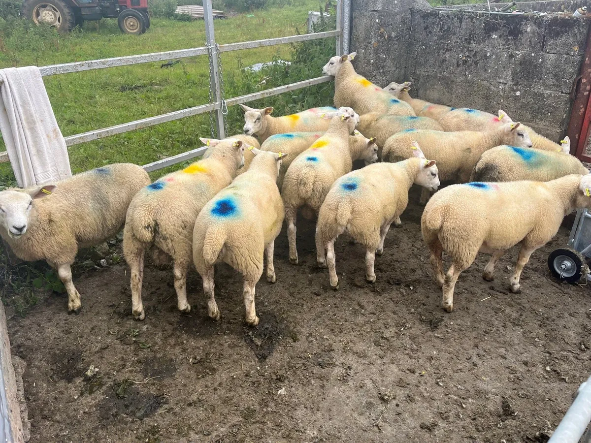 15 Store Lambs - Image 3