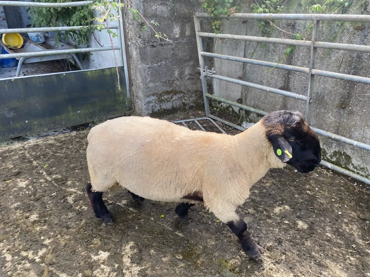 3 year old Suffolk Ram - Image 1