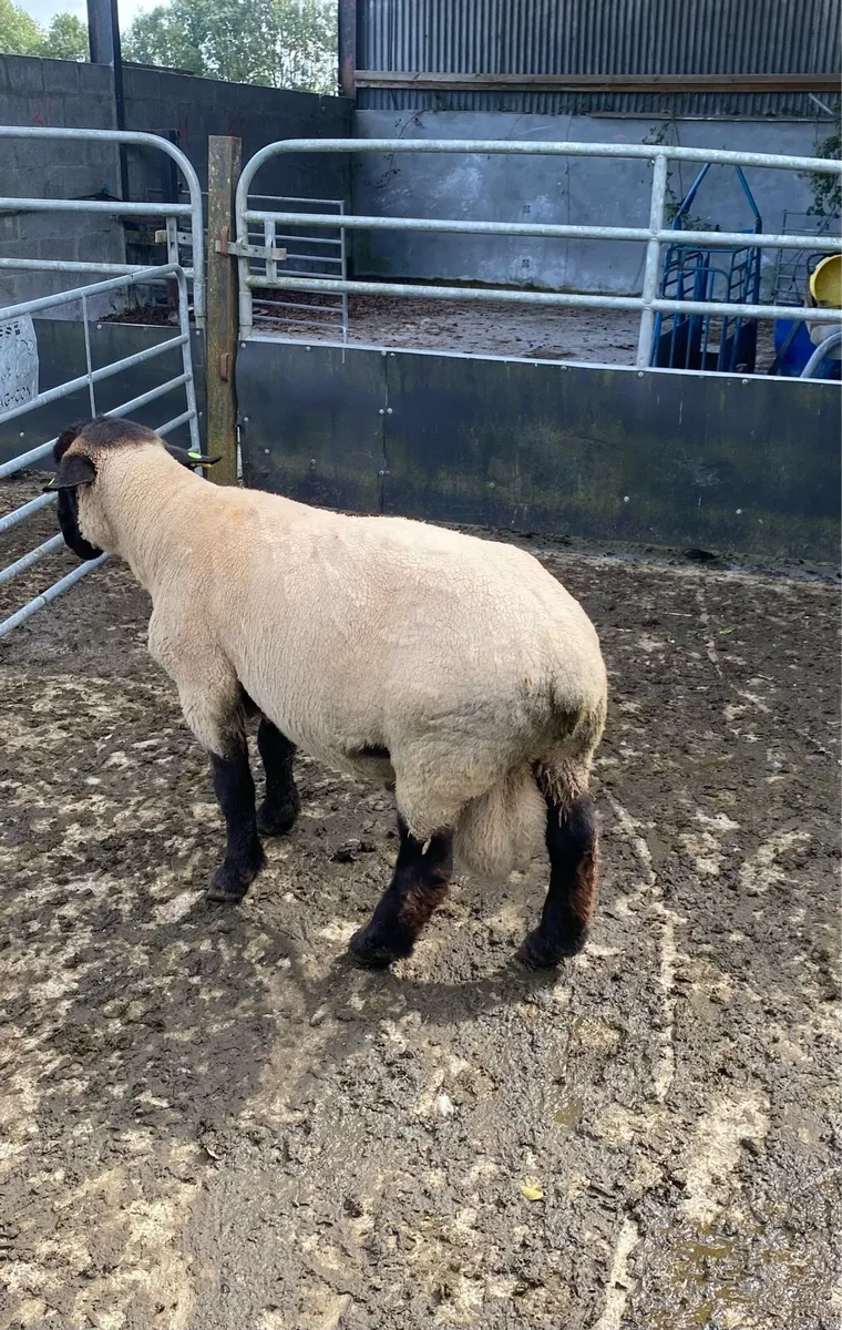 3 year old Suffolk Ram - Image 2