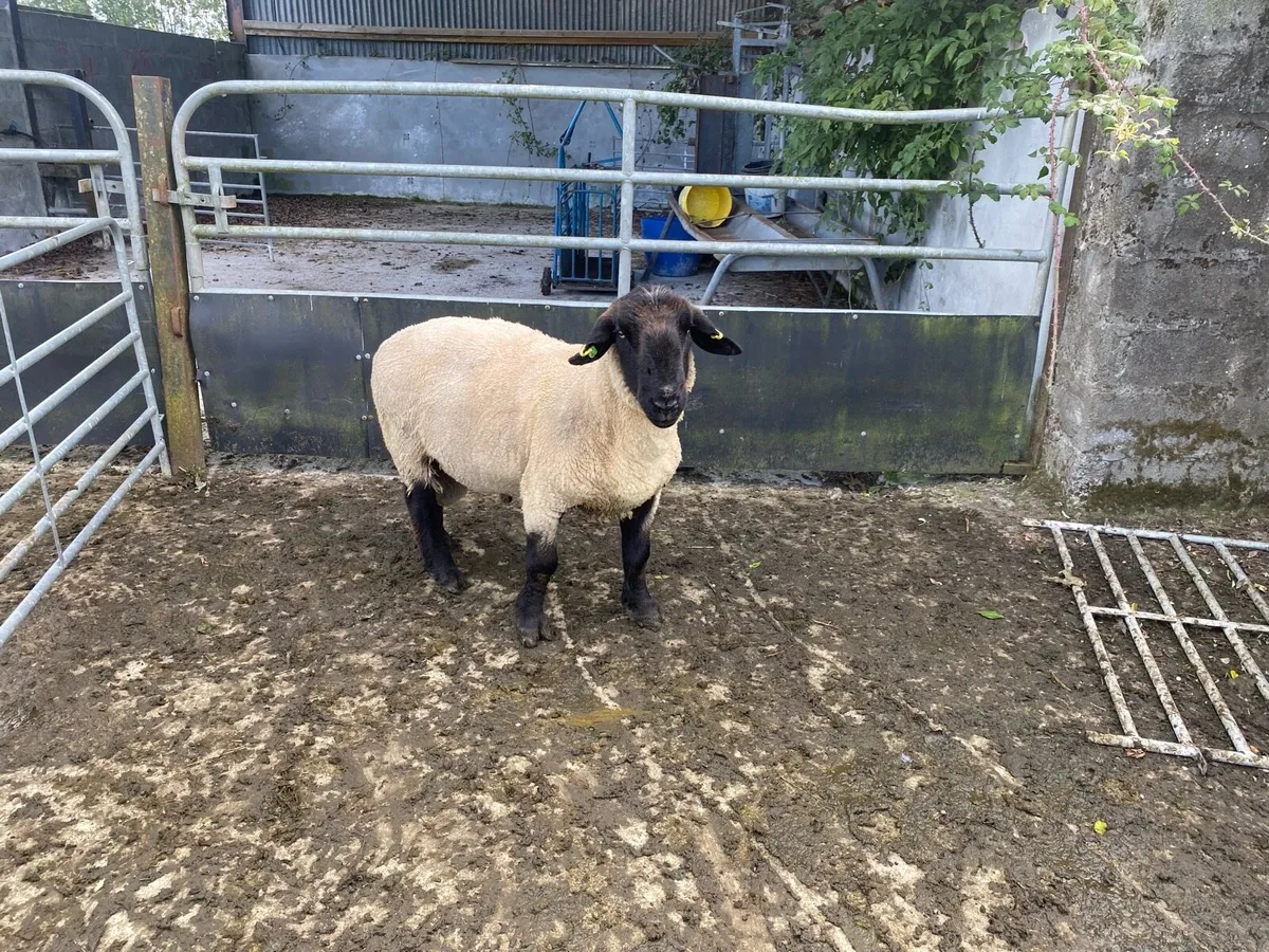 3 year old Suffolk Ram - Image 3