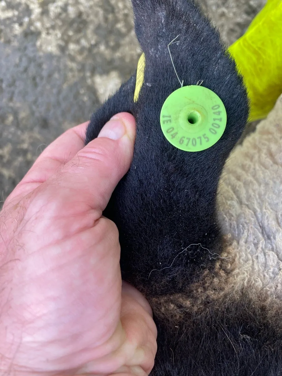 3 year old Suffolk Ram - Image 4