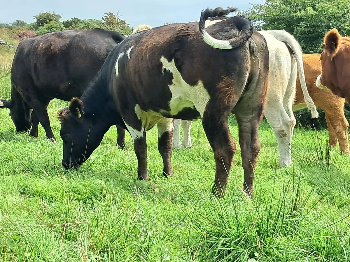Smashing AAX heifer - Image 1