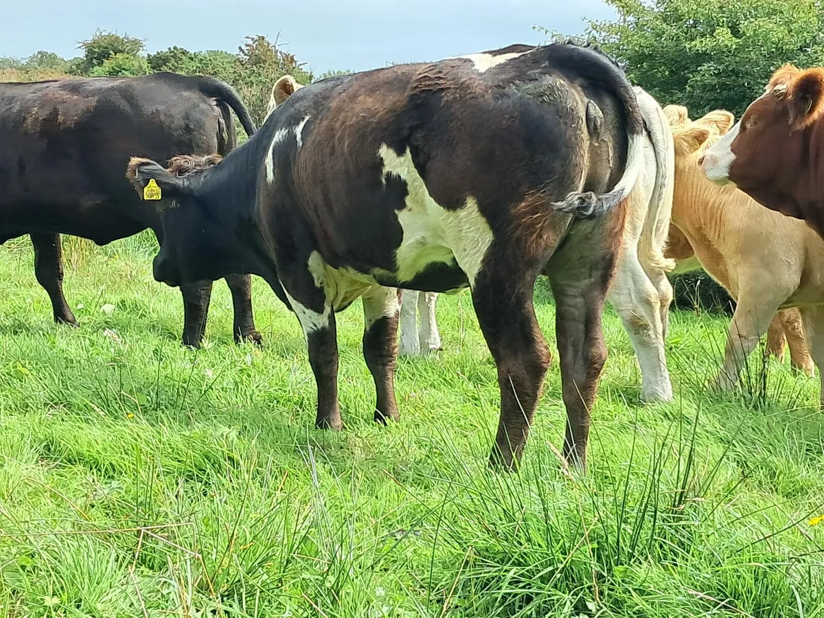 Smashing AAX heifer - Image 2