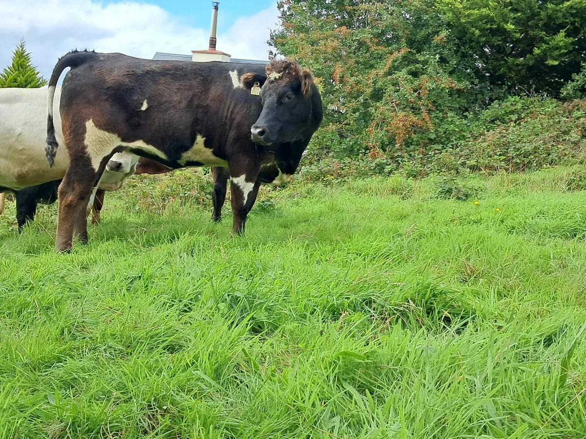Smashing AAX heifer - Image 3