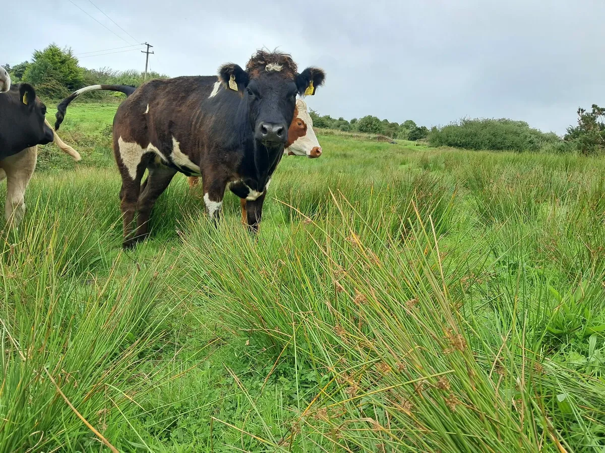Smashing AAX heifer - Image 4