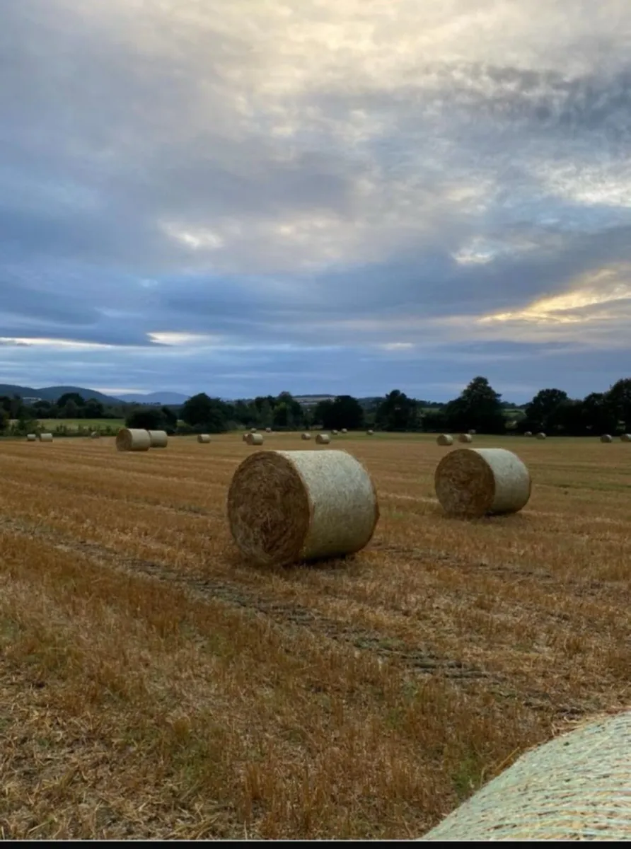 Barley Straw