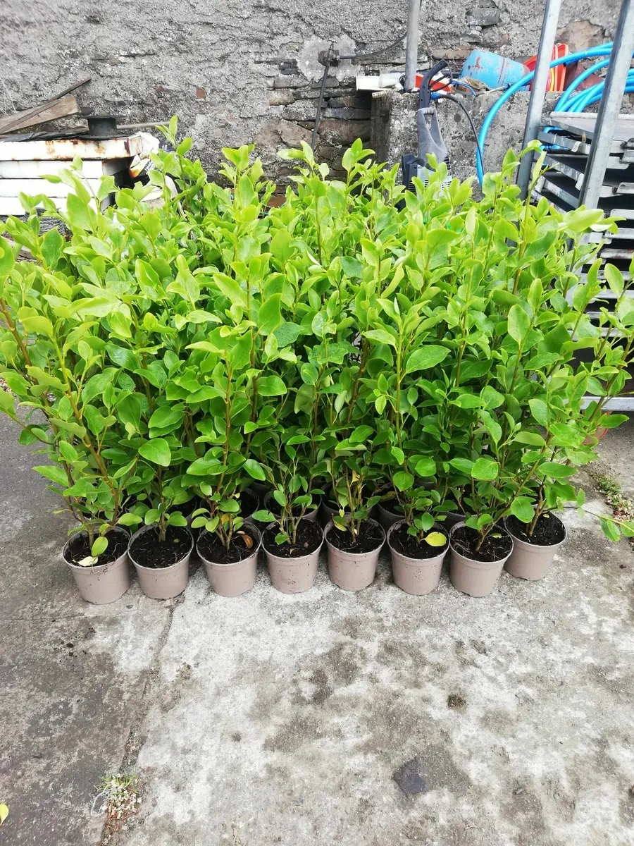 Griselinia Hedging - Image 3