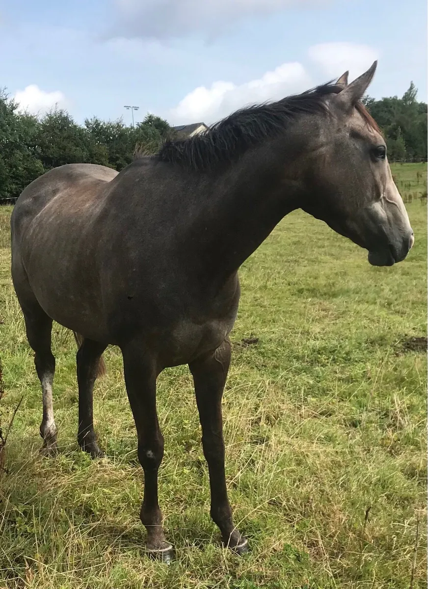Horse - Image 1