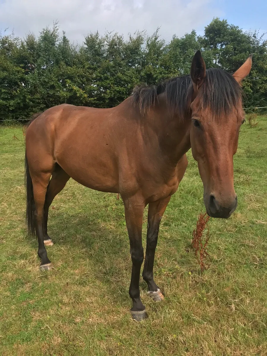 Horse - Image 1