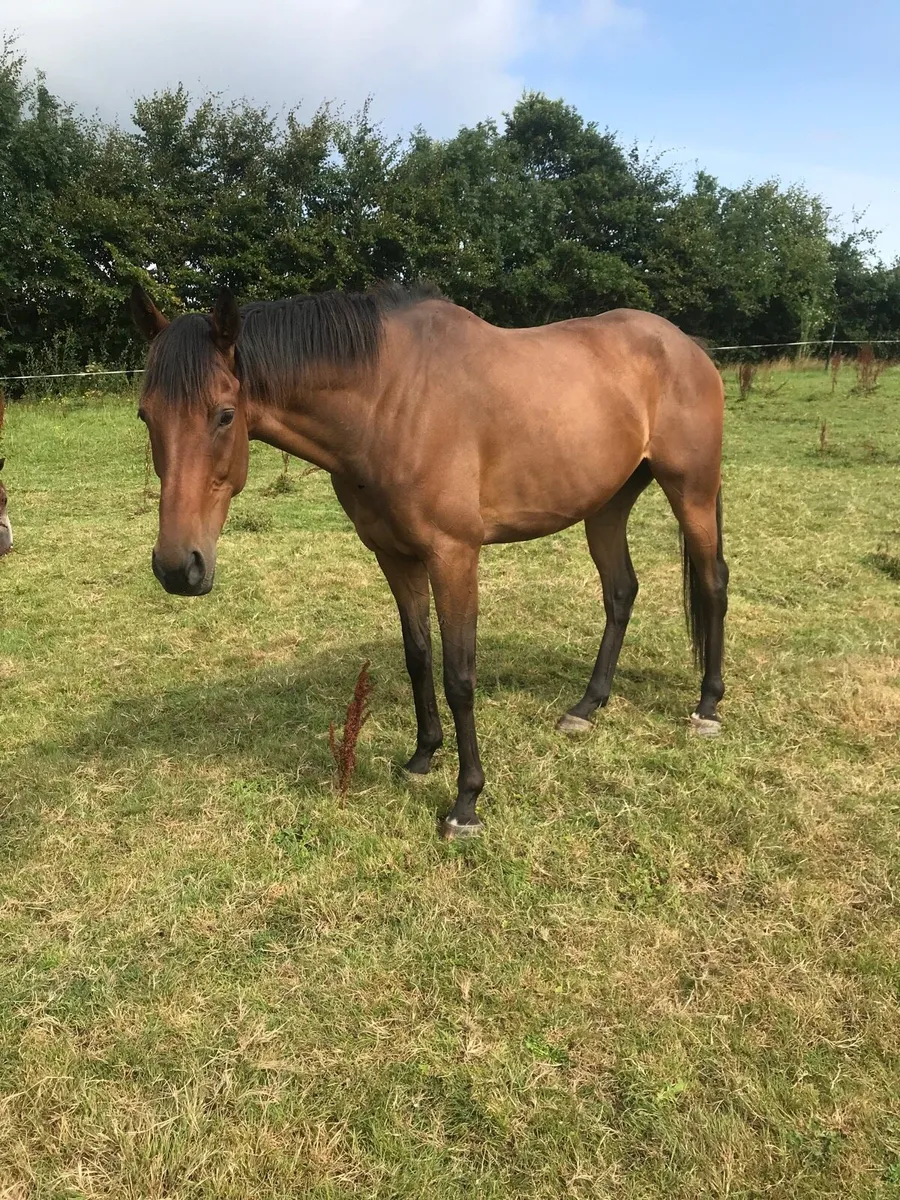 Horse - Image 2