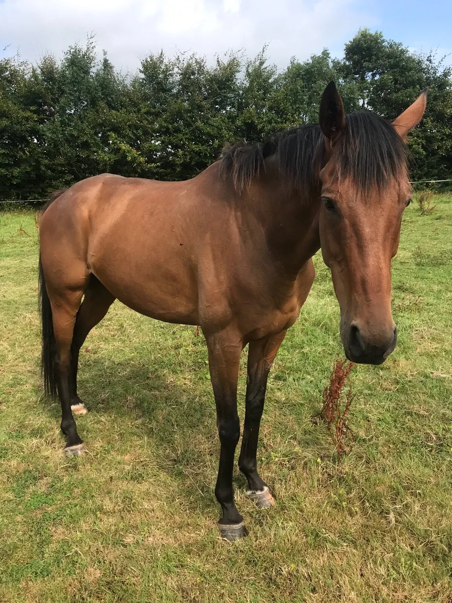 Horse - Image 4