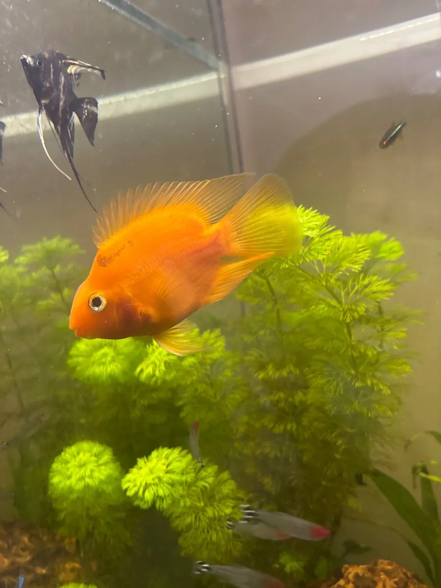 Fish  for new home - Image 1