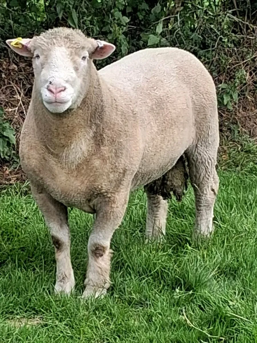 DORSET RAM LAMBS - Image 2