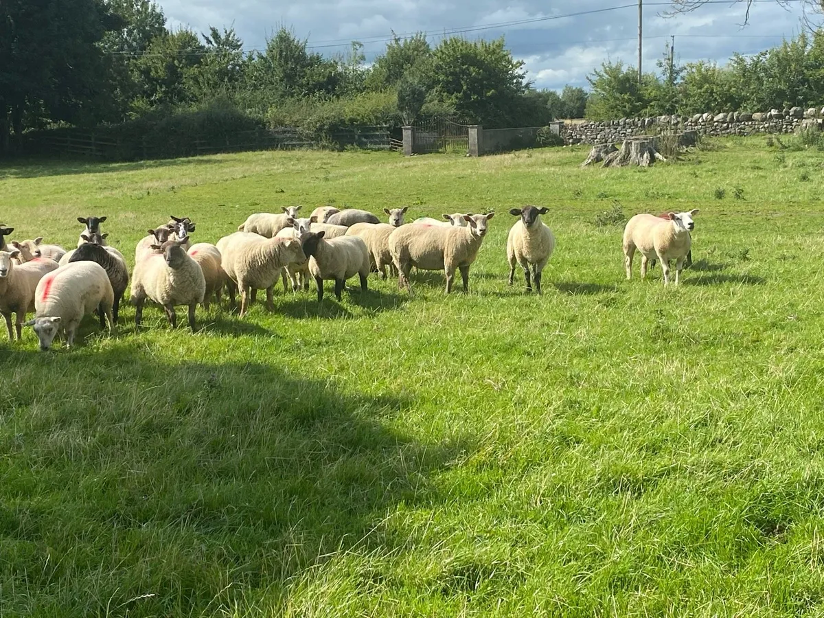 Selection of hoggets - Image 2