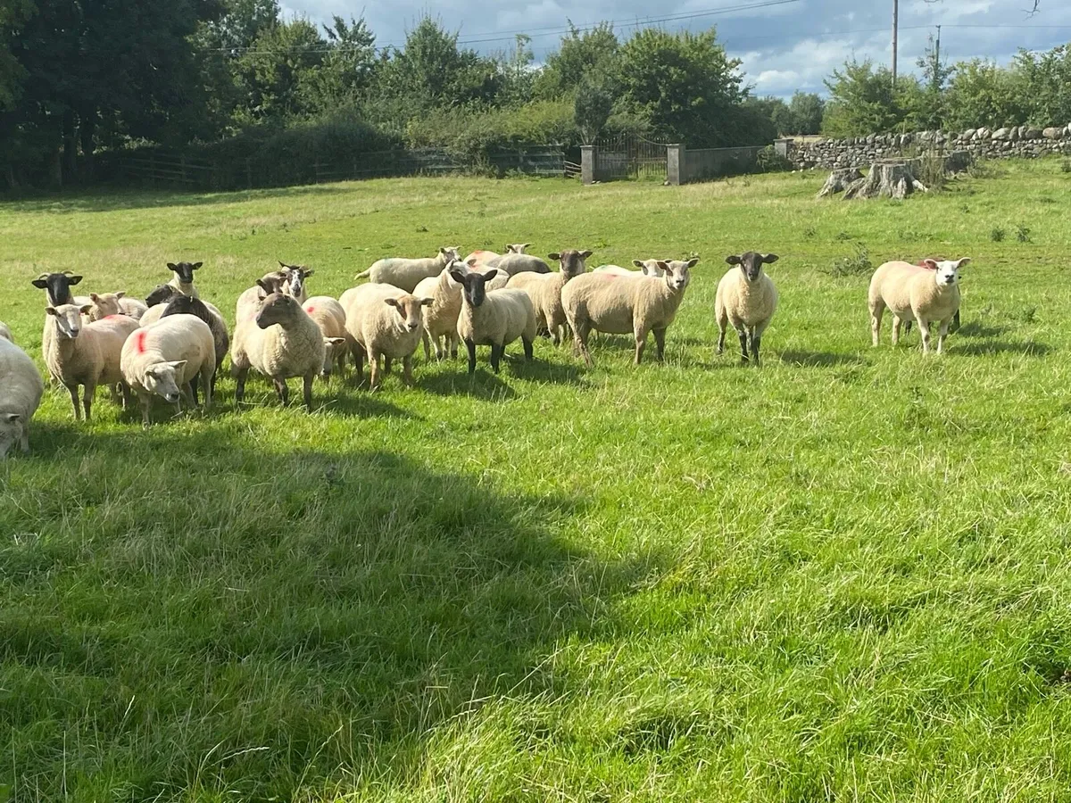 Selection of hoggets - Image 3