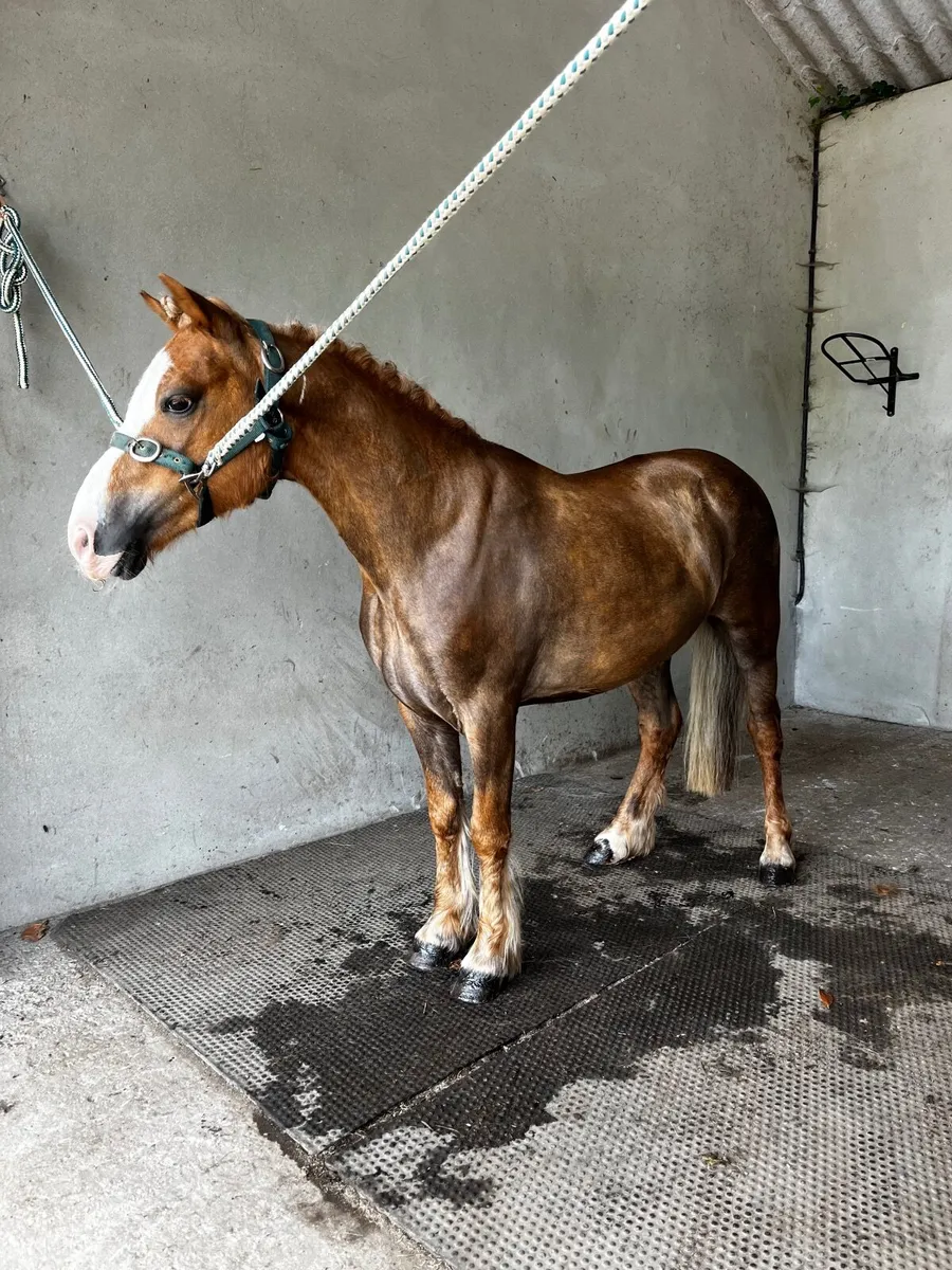 11.3hh 6 yr old Gelding - Image 2