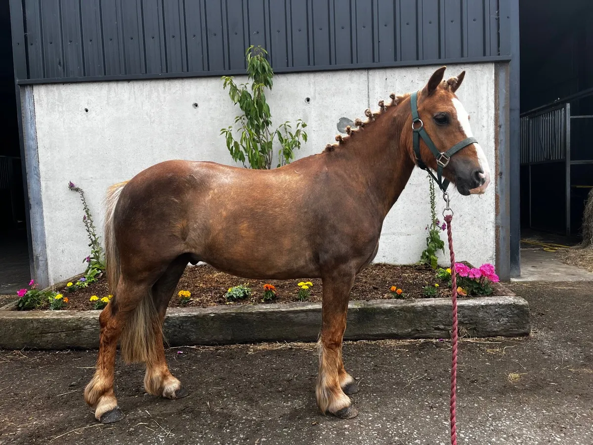 11.3hh 6 yr old Gelding - Image 3