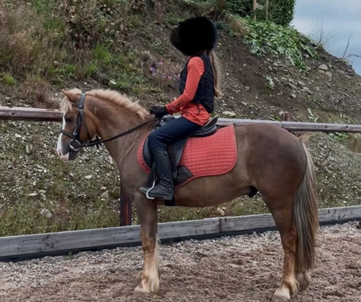 11.3hh 6 yr old Gelding - Image 4