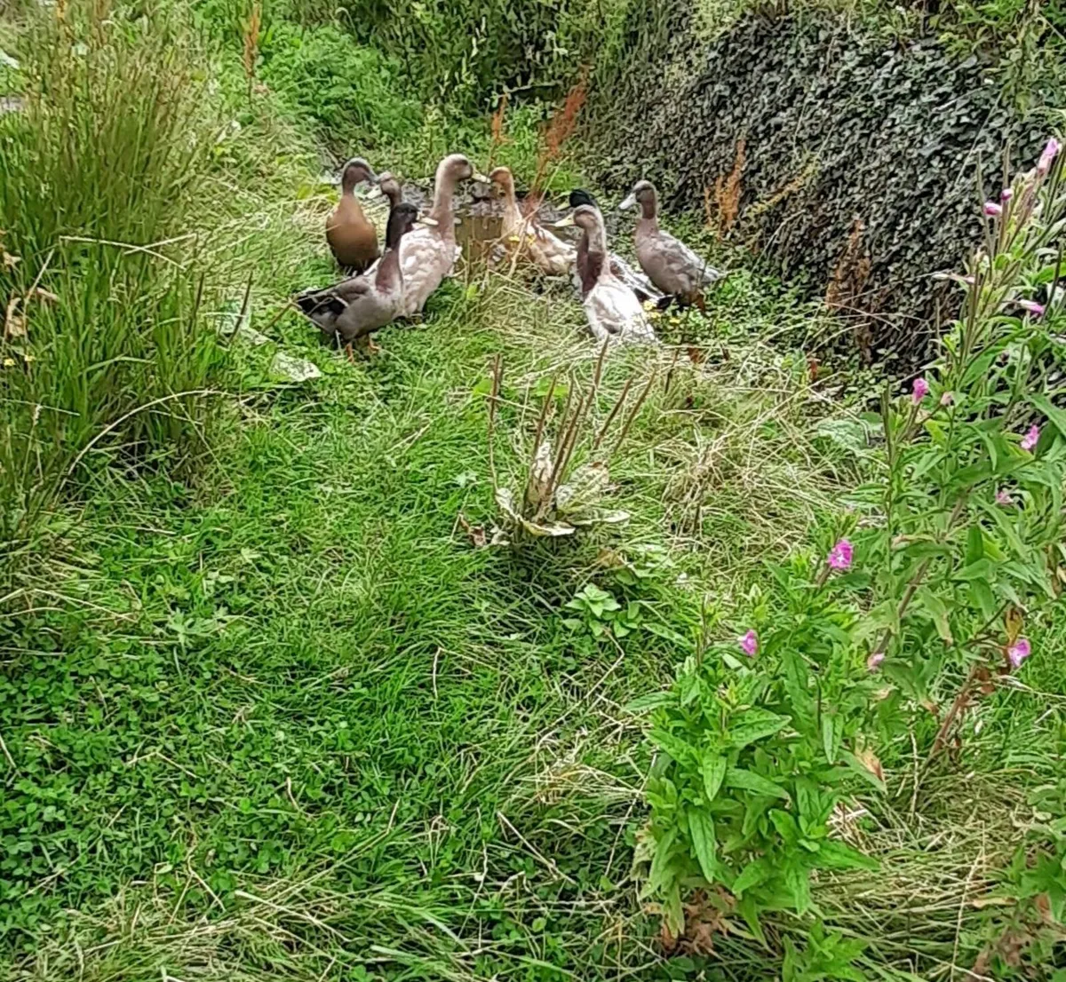 Serama bantam , Chicks , ducks/drakes - Image 3