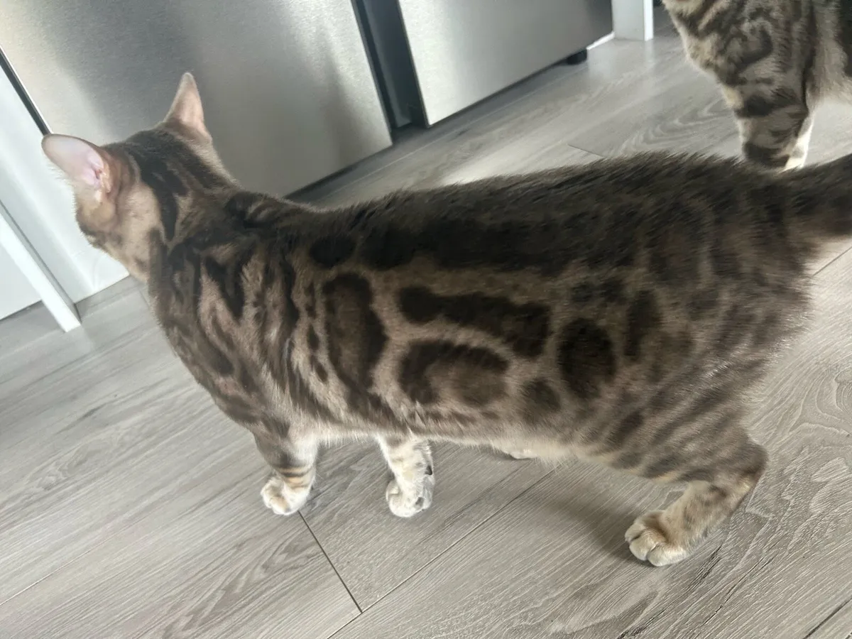 Bengal Female - Image 2