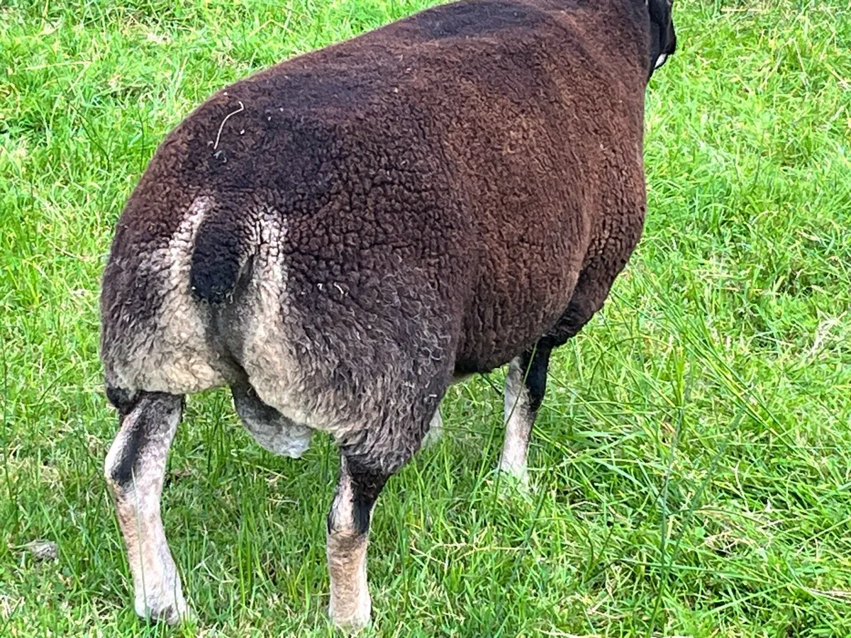 Sheep - Image 2