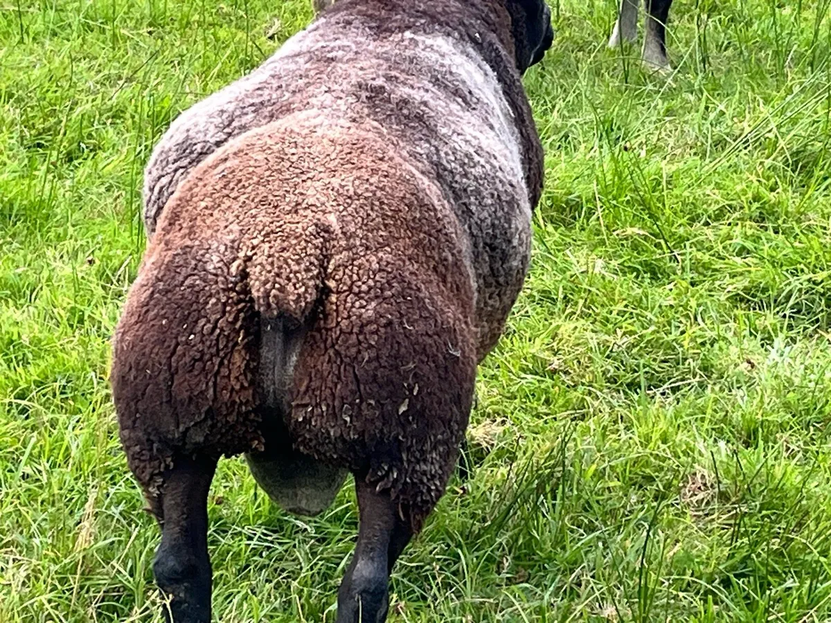 Sheep - Image 3