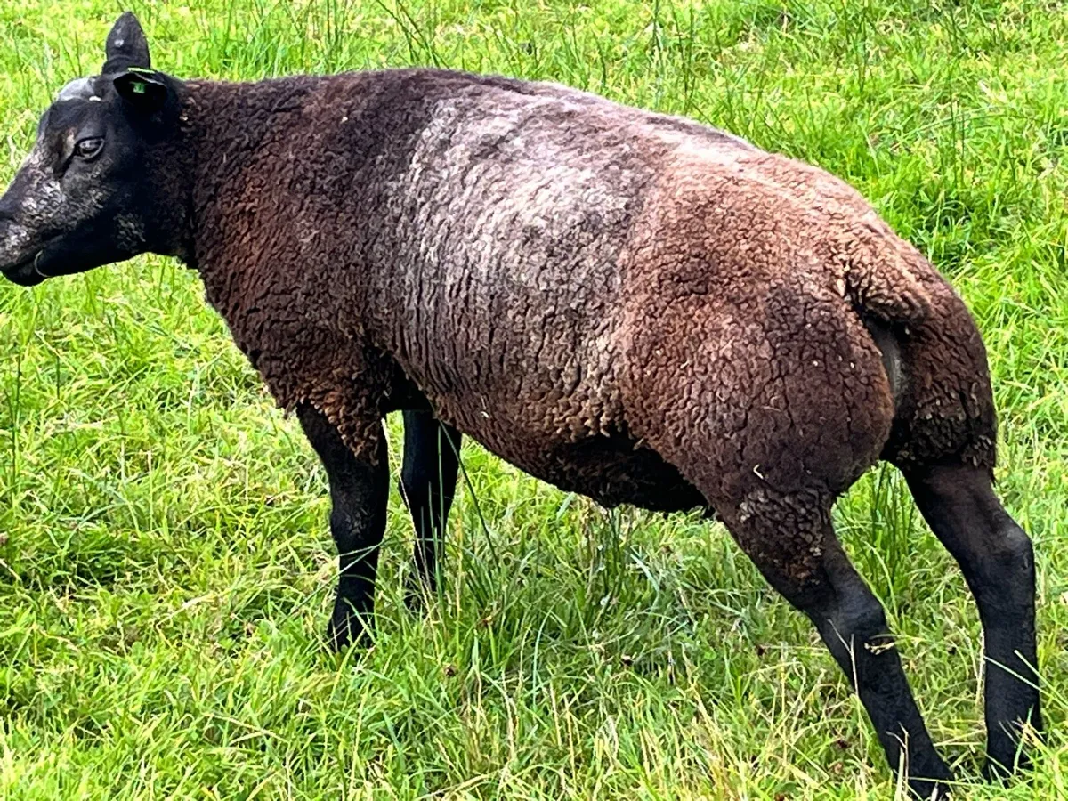 Sheep - Image 4