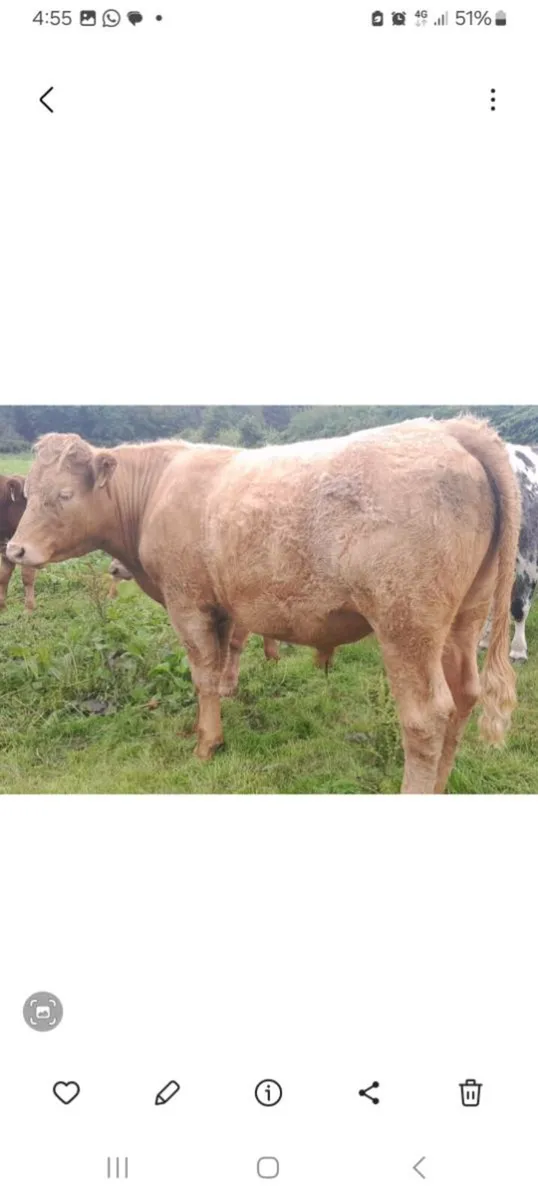 2nd yr conversion 5  organic Bullocks - Image 1