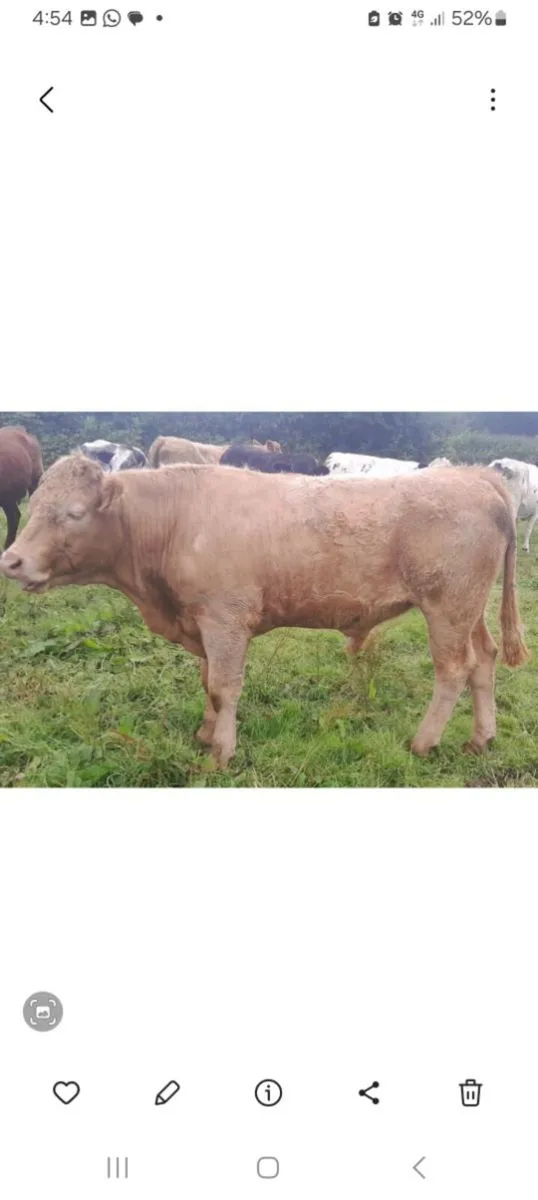 2nd yr conversion 5  organic Bullocks - Image 2