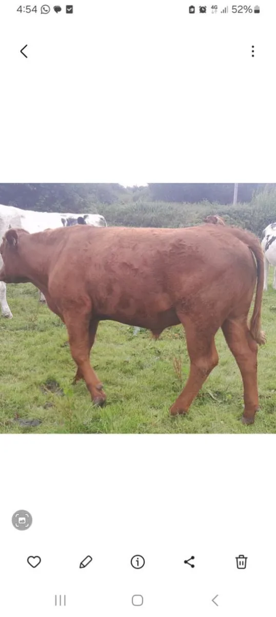 2nd yr conversion 5  organic Bullocks - Image 3