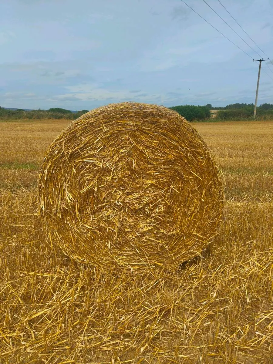 Oaten straw - Image 1