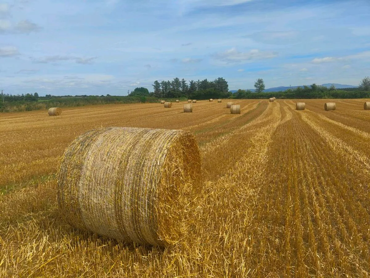 Oaten straw - Image 2