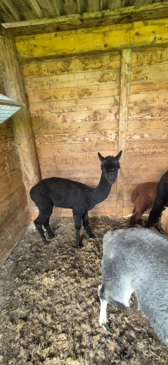 Alpaca - Image 3
