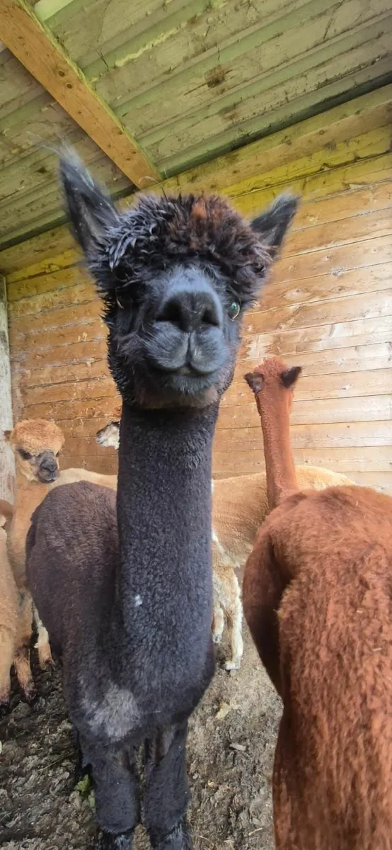 Alpaca - Image 4