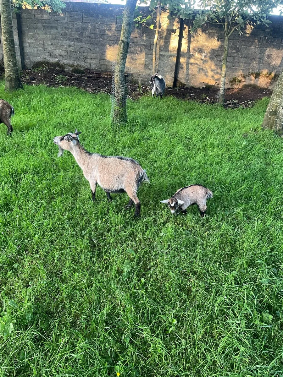 Pygmy goats - Image 1