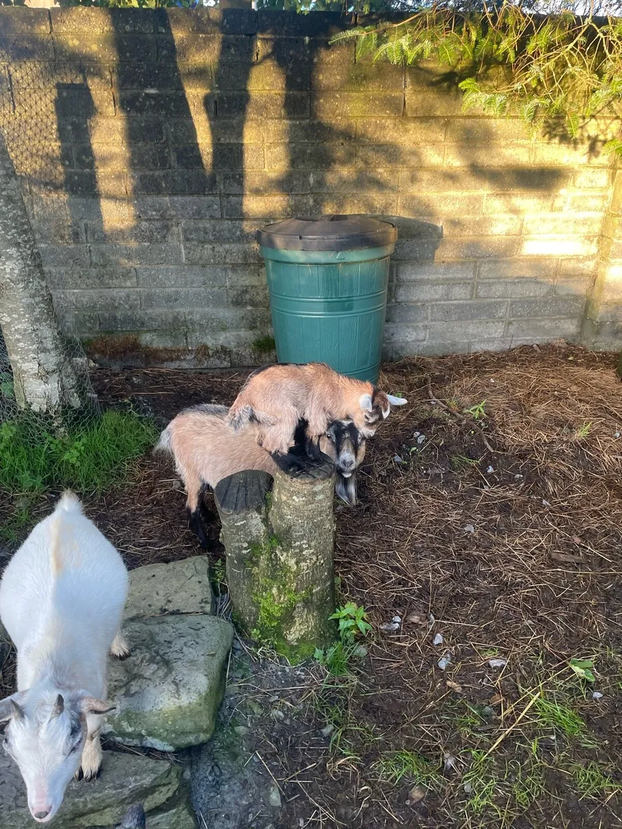Pygmy goats - Image 2