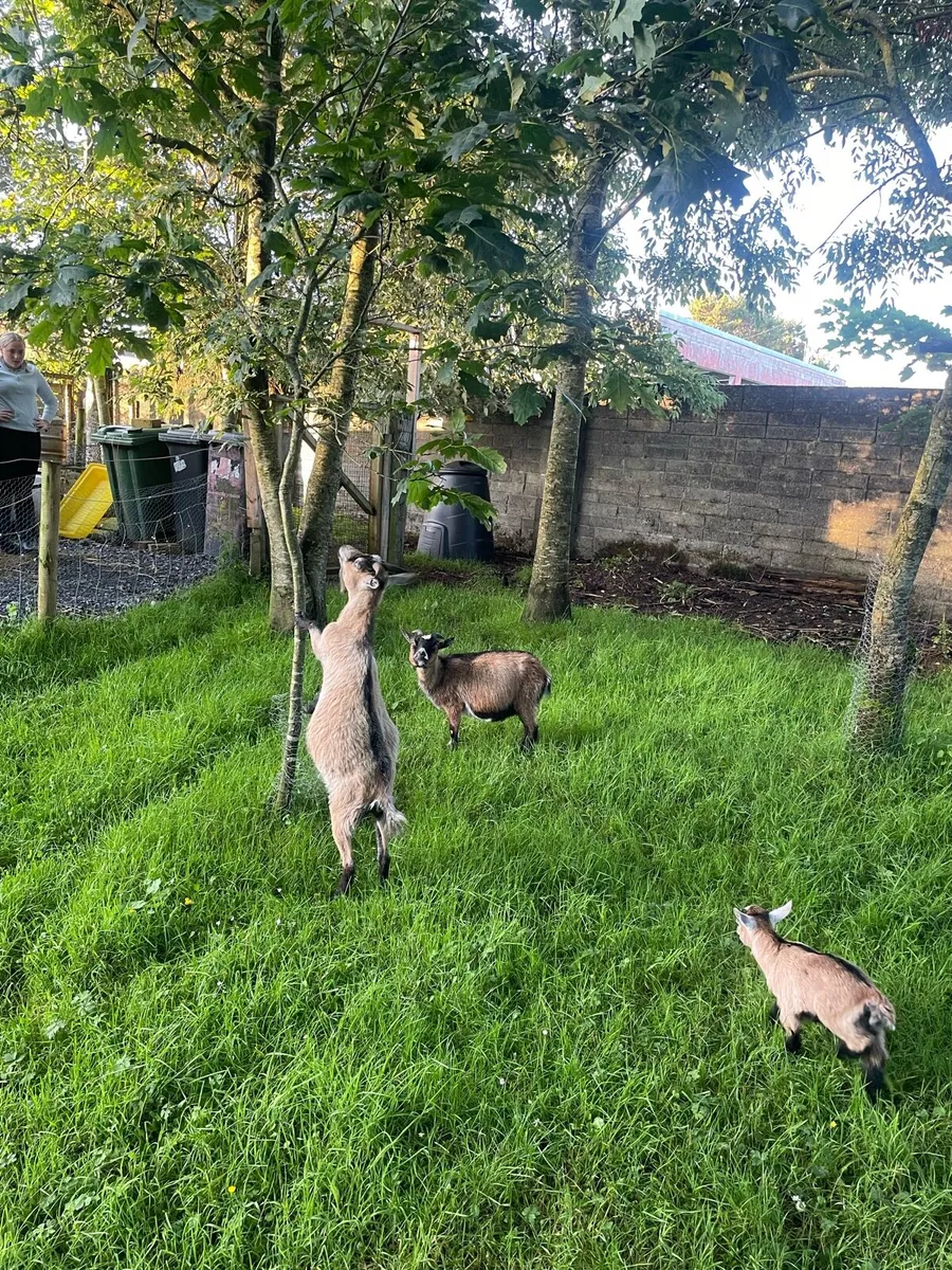 Pygmy goats - Image 3