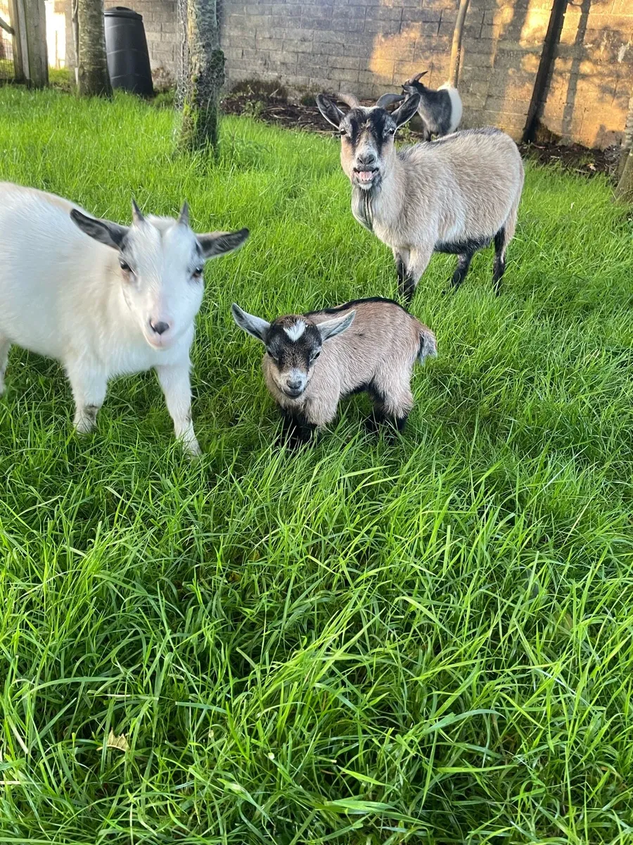 Pygmy goats - Image 4