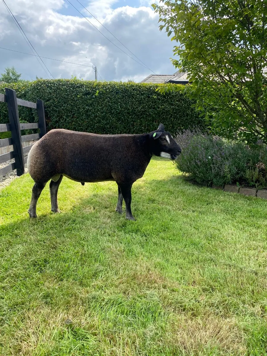 Sheep - Image 1