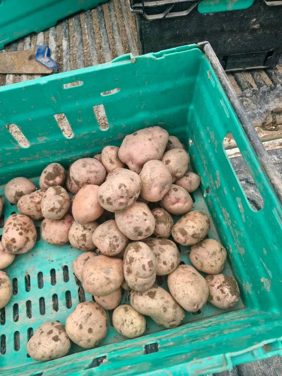 Potatoes - Image 2